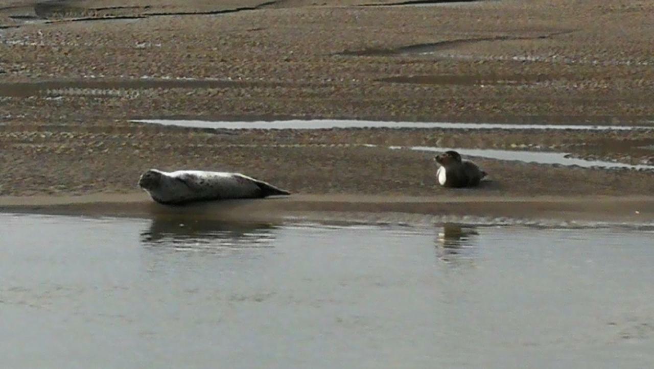 La Longere A La Mer 6 Pers 3 Chambres Grand Jardin Clot A Fort-Mahon-Plage Kültér fotó